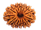 15 face rudraksha  beads hyderabad